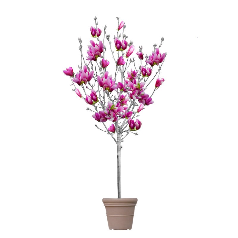 紫玉兰白玉兰镜花缘苗圃绿化苗木