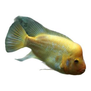 迈达斯大型热带食肉鱼生命力强的观赏鱼凶猛鱼淡水美鲷鱼苗可混养