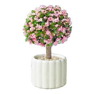 金枝玉叶多年老桩盆栽带盆带土室内阳台办公室桌面绿植花卉棒棒糖