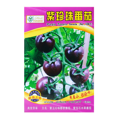 紫色番茄种子买2送1今年新种子