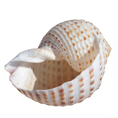 天然海螺贝壳花点琴螺水族装饰