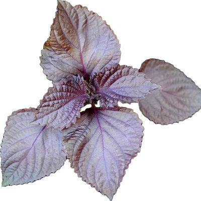 紫苏荆芥香菜野生春夏田园种子籽