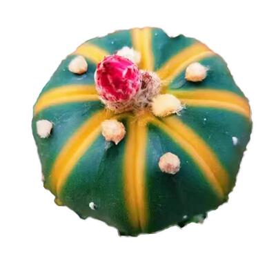 仙人球组合星球兜锦牡丹锦