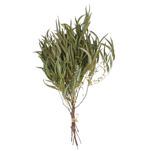 小米果叶桉树叶ins天然干花干尤加利叶插花配叶百搭软装饰品摄影