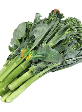 新鲜兰花苔500g  迷你西兰花甜杆西兰苔芥兰苔蔬菜青菜 口感甜脆