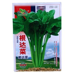 根达菜种子牛皮菜莙荙菜君达菜种籽耐热耐寒四季播蔬菜孑