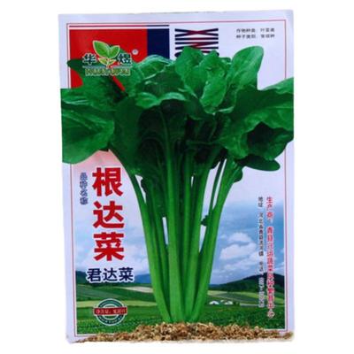 耐热耐寒根达菜种子北京农资直销