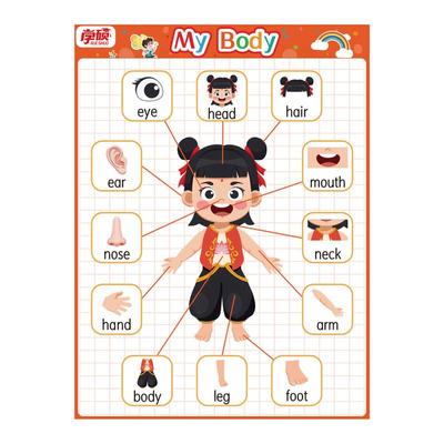 五官身体部位英语认知单词教具