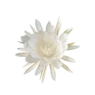 种花王大爷  小叶昙花办公桌观叶观花绿植花卉植物好养美观
