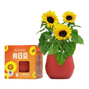 IAM园艺 儿童种植小盆栽创意迷你科学观察植物向日葵种子向日葵