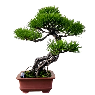 云栖园一物一拍山采老桩黄山松盆景室内植物盆栽办公室阳台摆件