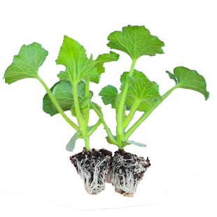 本地黑皮大冬瓜苗秧苗粉皮寿光高产满地爬实心阳台种菜不搭架品种