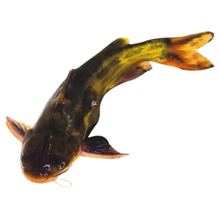 黄骨鱼 黄辣丁 昂刺鱼 黄颡 黄姑子 黄桑咯鱼观赏黄鸭叫淡水鱼苗