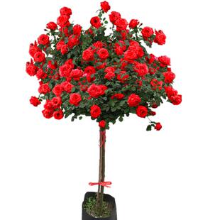 树状月季花玫瑰树桩棒棒糖高杆庭院花卉阳台盆栽树形嫁接花苗浓香