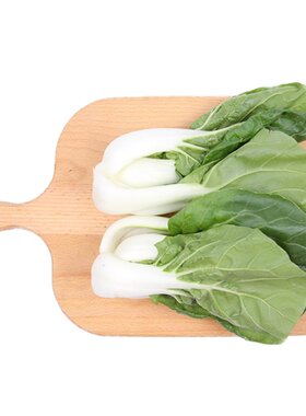 小汤山奶白菜250g新鲜当天采摘