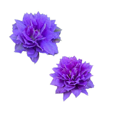 基地铁线莲幸福园艺家多季