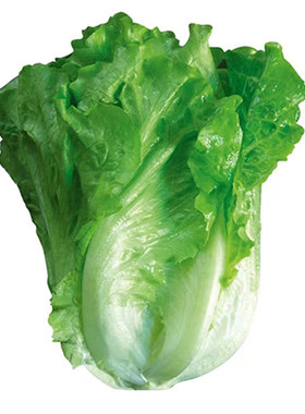 意大利生菜王种子生菜种籽