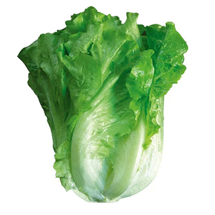 意大利生菜王种子生菜种籽四季苗秧菜种孑籽种菜籽大全奶油孔雀菜