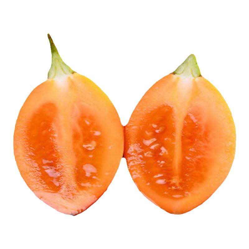 云南洋番茄木本番茄小番茄大树番茄洋酸茄洋蕃茄凉拌火锅酸汤调料