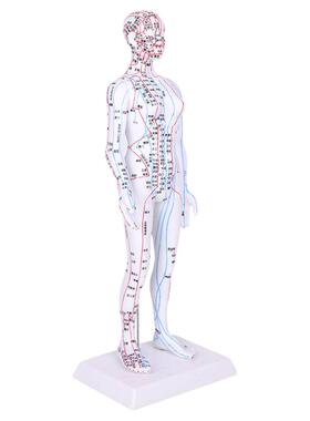 全身针灸人体模型仿真人中医教学