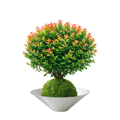 超好养的真正小叶赤楠苔藓球盆景