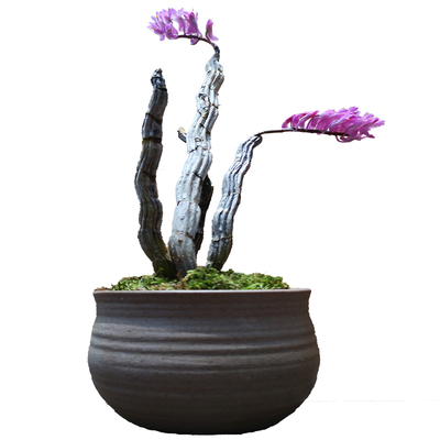 罗河石斛熊猫石斛罕有兰花朵精致