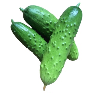 四季水果黄瓜种子节节瓜小阳台盆栽高产夏季农家蔬菜种籽播种