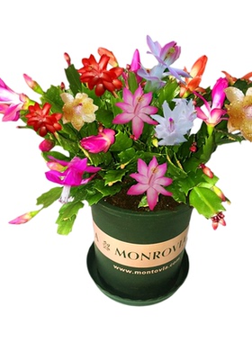 绿植盆栽室内室外田园进化空气