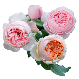 虹越进口月季玫昂1.5年嫁接裸根苗黑巴克龙沙花园多年生藤本灌木