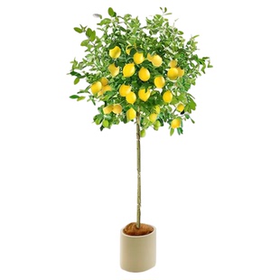 香水柠檬树盆栽带果客厅绿植大型植物室内阳台禄植四季好养除甲醛