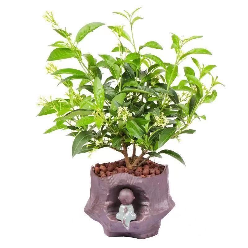 风车茉莉银丝爬藤植物四季老桩大苗阳台盆栽庭院花卉室外络石藤苗