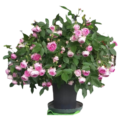 紫色微型月季花苗多季玛姬婶婶