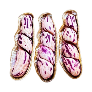 云南七彩花生新货水煮原味带壳富硒生熟花生龙岩花生黑花生米批发