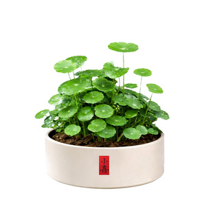 大叶铜钱草水培植物室内好养鱼缸水草专用水养金钱草花卉绿植盆栽