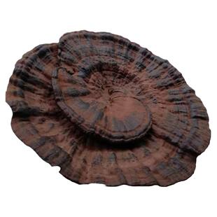 野生灵芝正品滋补粤北始兴特产孢子粉整朵深山黑灵芝500g袋装包邮