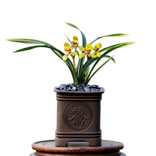 翁源兰花春兰名品彩云荷花艺双全金边达摩带花苞浓香盆栽绿植花卉