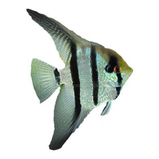 秘鲁红魔燕蓝魔燕伊莎贝尔红背埃及燕鱼熊猫白神仙鱼墨燕鱼海鸥燕