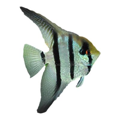 秘鲁燕伊莎贝尔淡水埃及神仙鱼