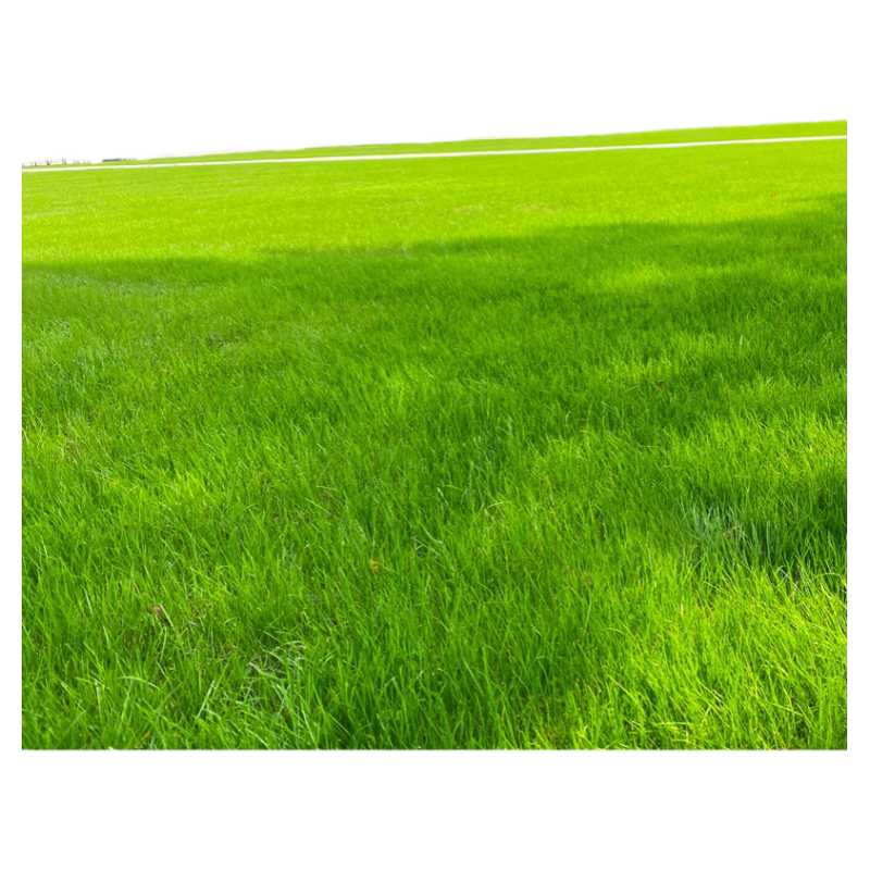 草坪草籽种子四季常青免修剪狗牙根护坡固土绿化草皮高羊茅黑麦草