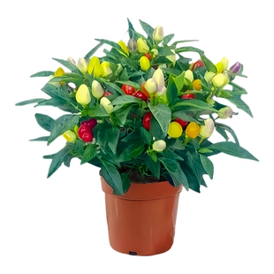 七彩椒种子观赏朝天椒种籽迷你椒尖椒五彩小辣椒盆栽蔬菜种孑大全