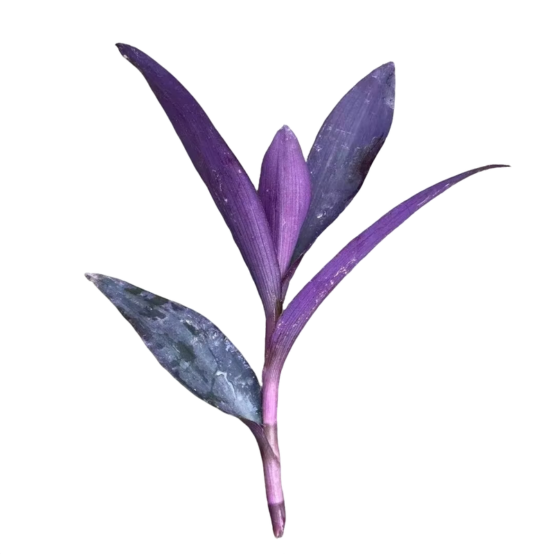 鸭芷草紫竹梅紫罗兰无根扦插枝条