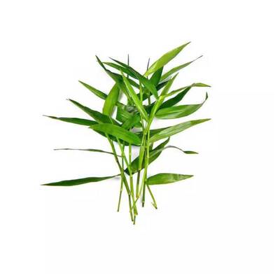 草场直发小青竹有水即活简单好养