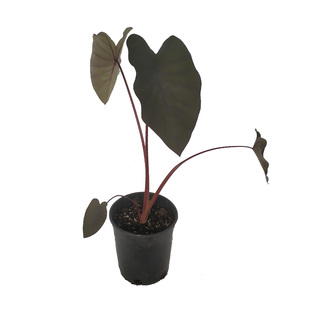 紫黑叶芋黑魔法进口花叶海芋黄锦苗耐热彩叶花卉块根植物耐阴