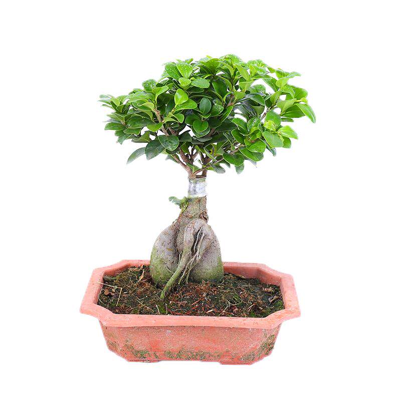 榕树盆景室内树桩植物卧室花卉