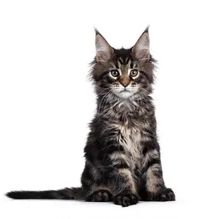 缅因鉴定咨询猫鉴定品相品种鉴定猫估价缅因猫挑选鉴别猫大脚缅因