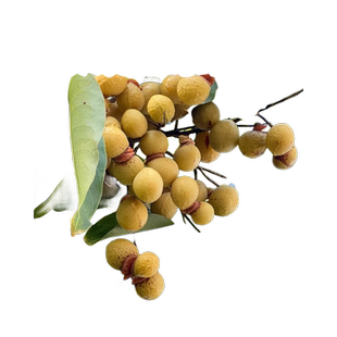 无患子树苗鬼见愁四季常青树木庭院名贵风景大树适合家门口种的树