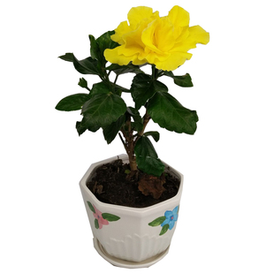 进口扶桑花盆栽 重瓣带花苞 朱槿老桩植物室内多色四季开花