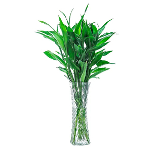 转运竹富贵竹观音竹红竹焦绿植办公室家养绿植新鲜顺丰包邮北京发