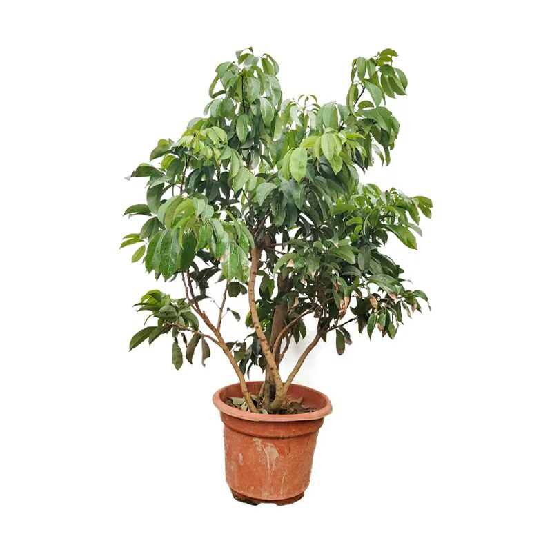 荔枝果树苗嫁接无核桂味糯米糍
