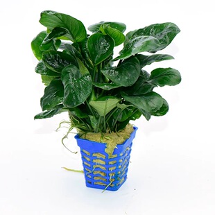 水榕阴性新手好养入门水草迷你榕辣椒榕小叶榕大叶榕黄金榕丹麦榕